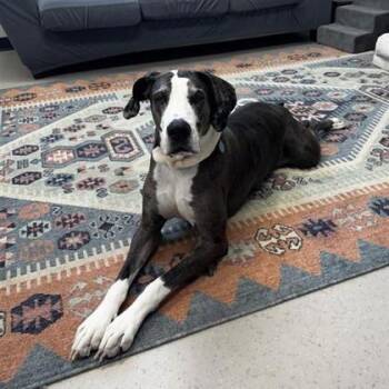 Zoe -  Great Dane and Mixed Breed Dog for Adoption in Wheaton, Illinois - Zoe | PetCurious