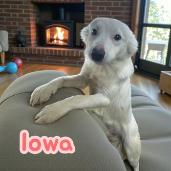 Terrier and Spaniel Dogs Available for Adoption - Iowa | PetCurious