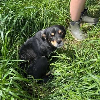 Chihuahua Dogs Available for Adoption in Zimmerman, Minnesota - Nixie | PetCurious