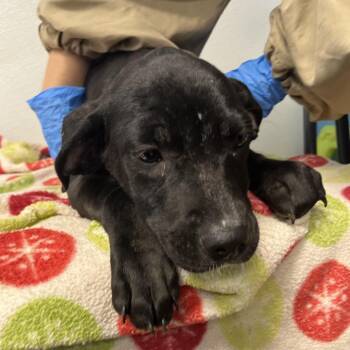 Inori -  Terrier Dog for Adoption in Belleville, Illinois - Inori | PetCurious