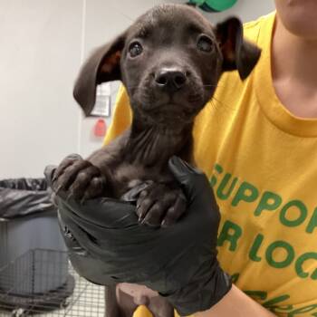 Rescue Pit Bull Terrier and Chihuahua Dogs for Adoption in Abilene, Texas - Simon | PetCurious