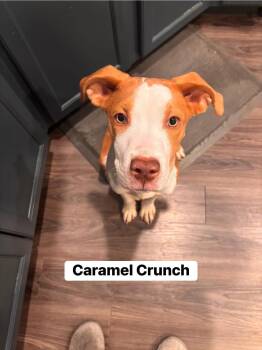 Rescue Terrier Dogs for Adoption in Elburn, Illinois - Caramel Crunch | PetCurious