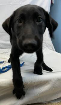 Noid -  Labrador Retriever Dog for Adoption in Austin, Texas - Noid | PetCurious