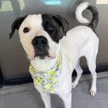 Lloyd -  Shepherd and Retriever Dog for Adoption in The Colony, Texas - Lloyd | PetCurious
