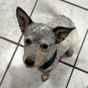Rescue Cattle Dog Dogs for Adoption in Tuba City, Arizona - Rosalie | PetCurious