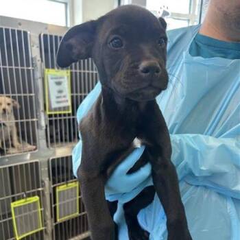 Labrador Retriever and Mixed Breed Dogs Available for Adoption - Hershey | PetCurious