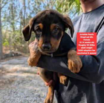 Shepherd and Labrador Retriever Dogs Available for Adoption - Invisible Pearls | PetCurious