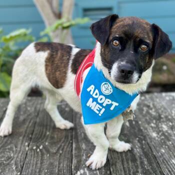 Jack Russell Terrier and English Bulldog Dogs Available for Adoption - Oatmeal Raisin | PetCurious
