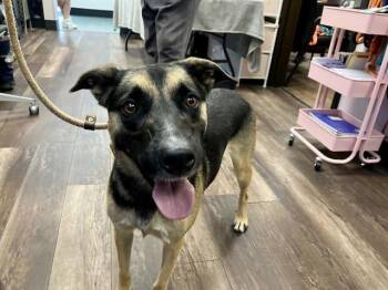 IRIS -  German Shepherd Dog and Mixed Breed Dog for Adoption in Albuquerque, New Mexico - IRIS | PetCurious