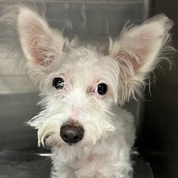 Rescue West Highland White Terrier Westie Dogs for Adoption in Northbrook, Illinois - Snuffleupagus | PetCurious