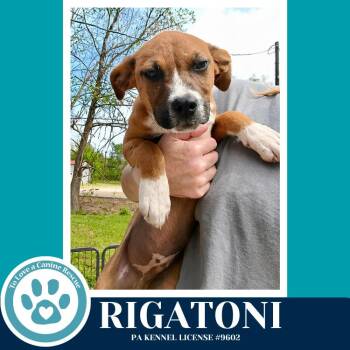 Boxer and Hound Dogs Available for Adoption in Kimberton, Pennsylvania - Rigatoni (Pasta Pups) 042526 | PetCurious