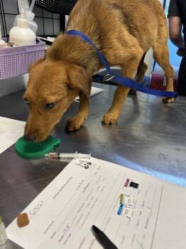 Lenore -  Labrador Retriever and Mixed Breed Dog for Adoption in Mobile, Alabama - Lenore | PetCurious
