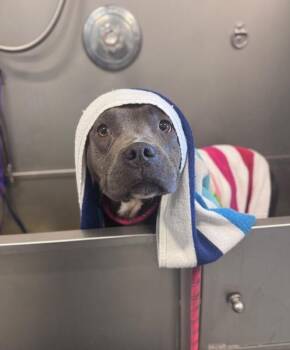 Dior -  American Bulldog and Mixed Breed Dog for Adoption in Disputanta, Virginia - Dior | PetCurious