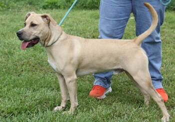 Yellow Labrador Retriever Dogs Available for Adoption in Marietta, Ohio - Bueller  | PetCurious