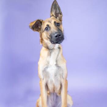 Liza -  Mixed Breed Dog for Adoption in Portland, Oregon - Liza | PetCurious