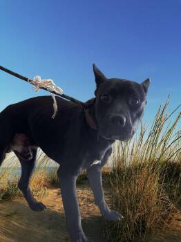 French Bulldog and Basenji Dogs Available for Adoption in Ventura, California - Franco  | PetCurious