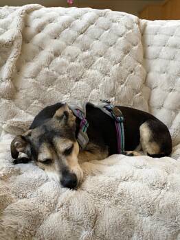 Drogo -  Dachshund Dog for Adoption in Sandy, Utah - Drogo | PetCurious