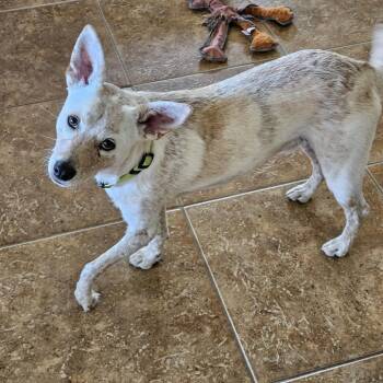 Moe -  Cattle Dog and Mixed Breed Dog for Adoption in Prescott, Arizona - Moe | PetCurious