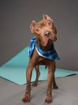 REDBUD -  Pit Bull Terrier and Mixed Breed Dog for Adoption in Atlanta, Georgia - REDBUD | PetCurious