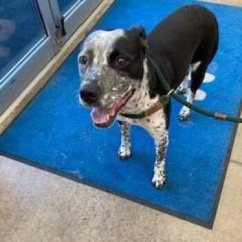 Smithers -  Cattle Dog and Mixed Breed Dog for Adoption in York, Pennsylvania - Smithers | PetCurious