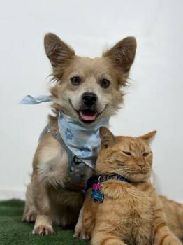 Dill-One of our Amazing Rescue Dogs -  Corgi and Papillon Dog for Adoption in Carlsbad, California - Dill-One Of Our Amazing Rescue Dogs | PetCurious