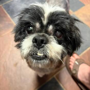 Shih Tzu and Mixed Breed Dogs Available for Adoption in Laurel, Mississippi - Rick Grimes | PetCurious