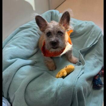 Gau Gee -  Wirehaired Terrier Dog for Adoption in Wahiawa, Hawaii - Gau Gee | PetCurious