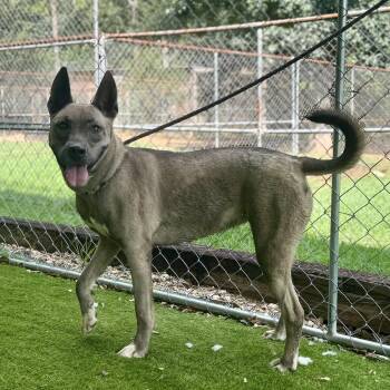 Adrienne -  Dutch Shepherd and German Shepherd Dog Dog for Adoption in Magnolia, Texas - Adrienne | PetCurious