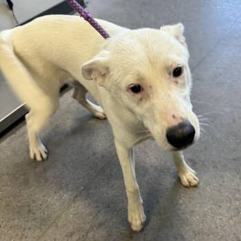 112008 -  Mixed Breed Dog for Adoption in Las Cruces, New Mexico - 112008 | PetCurious