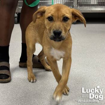 Posey -  Shepherd and Retriever Dog for Adoption in Washington, District Of Columbia - Posey | PetCurious