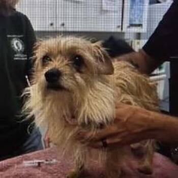 Cam -  Cairn Terrier Dog for Adoption in Normal, Illinois - Cam | PetCurious