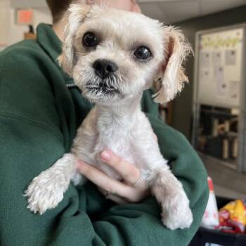 Abe Froman -  Mixed Breed Dog for Adoption in Brockton, Massachusetts - Abe Froman | PetCurious