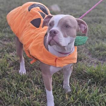 Rescue Pit Bull Terrier Dogs for Adoption in Kempner, Texas - Pam | PetCurious