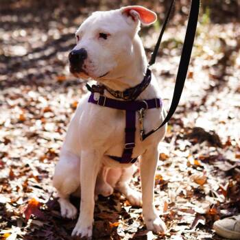 Rescue American Staffordshire Terrier and Pit Bull Terrier Dogs for Adoption in Durham, North Carolina - Rufus Wiggles | PetCurious