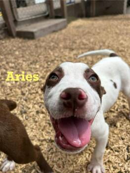 Rescue Mixed Breed Dogs for Adoption in Spring, Texas - Aries | PetCurious
