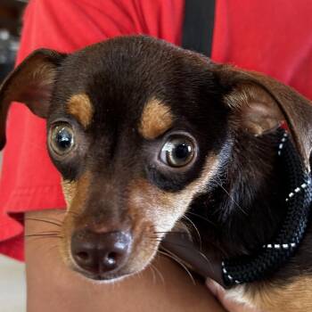 Mixed Breed Dogs Available for Adoption in Leander, Texas - Molly Weasley | PetCurious