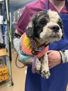 Starburst -  Mixed Breed Dog for Adoption in Chamblee, Georgia - Starburst | PetCurious