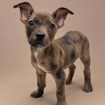 Macaron -  Terrier Dog for Adoption in Copiague, New York - Macaron | PetCurious