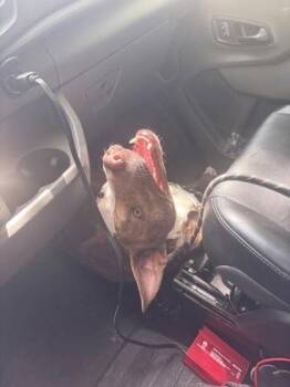 Mixed Breed Dogs Available for Adoption in West Chester, Pennsylvania - Pixie | PetCurious