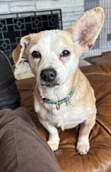 Chihuahua Dogs Available for Adoption - Henry | PetCurious