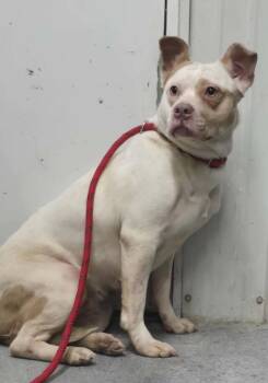 Terrier Dogs Available for Adoption in Hillsdale, Indiana - Koko | PetCurious