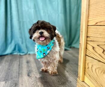 Shih Tzu and Maltese Dogs Available for Adoption in Friendswood, Texas - Bentley Cookies N Cream | PetCurious