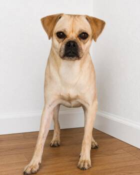 Lolabeth -  Pug Dog for Adoption in Fort Stockton, Texas - Lolabeth | PetCurious