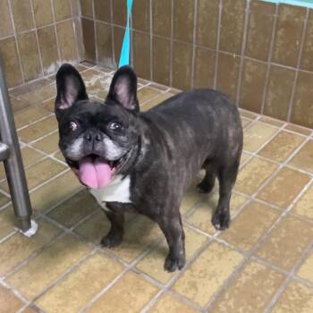 Rayne* -  French Bulldog Dog for Adoption in San Gabriel, California - Rayne* | PetCurious