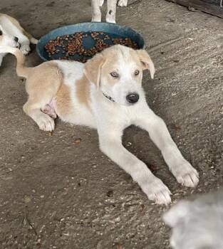 Mixed Breed Dogs Available for Adoption in Wyoming, Michigan - Pollo | PetCurious