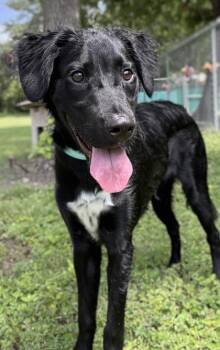 Stroopwafel -  Terrier and Mixed Breed Dog for Adoption in San Antonio, Texas - Stroopwafel | PetCurious