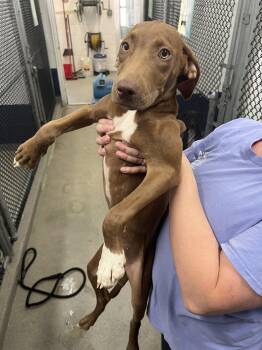 Allie 4 months AVAILABLE 8/19 -  Labrador Retriever Dog for Adoption in Sterling, Massachusetts - Allie 4 Months AVAILABLE 8/19 | PetCurious