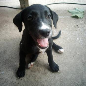 FIONA -  Labrador Retriever Dog for Adoption in Chicopee, Massachusetts - FIONA | PetCurious
