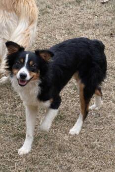 Australian Shepherd Dogs Available for Adoption - Echo | PetCurious