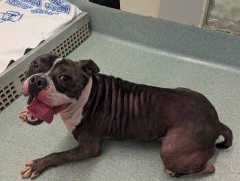 Rescue Pit Bull Terrier Dogs for Adoption in Plano, Texas - Thor A213056 | PetCurious